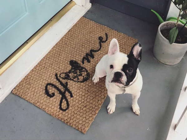 HOME French Bulldog "Frenchie" dog Frenchy squishy face custom door mat